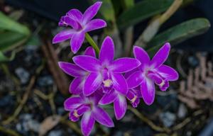 Cattleya rupestris