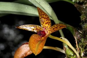 Bulbophyllum membranifolium
