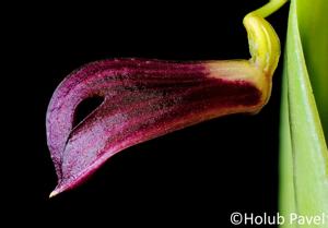 Zootrophion atropurpureum