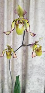 Paphiopedilum richardianum