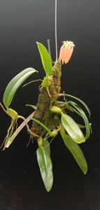 Bulbophyllum salmoneum