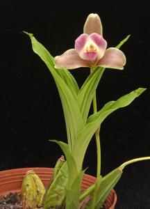 Lycaste macrophylla