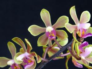 Phalaenopsis stobartiana