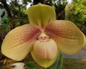 Paphiopedilum hangianum