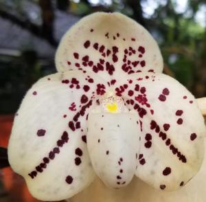 Paphiopedilum wenshanense