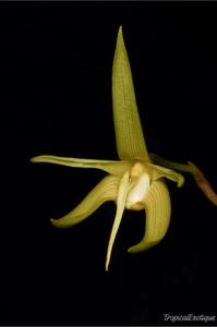 Bulbophyllum cheiri subsp. cheiri