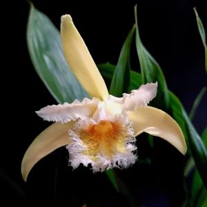 Sobralia fimbriata