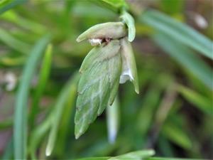 Elleanthus linifolius
