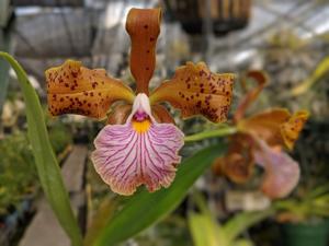 Cattleya velutina