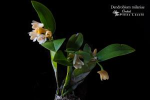 Dendrobium milaniae