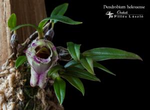 Dendrobium hekouense