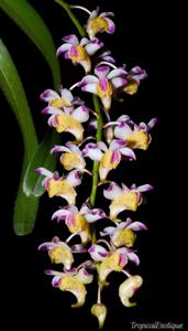 Aerides quinquevulnera