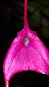 Masdevallia barlaeana