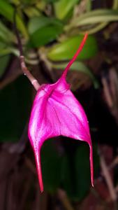 Masdevallia barlaeana