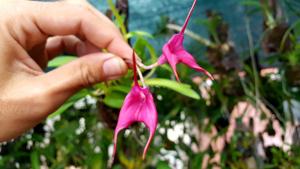 Masdevallia barlaeana