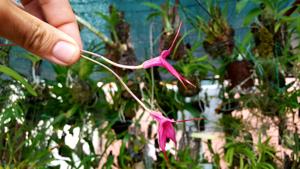 Masdevallia barlaeana