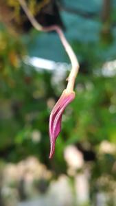 Masdevallia barlaeana