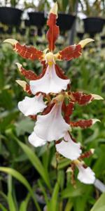 Miltonia cuneata