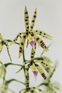 Prosthechea prismatocarpa