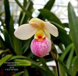 Phragmipedium schlimii var. manzurii