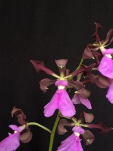 Encyclia cordigera