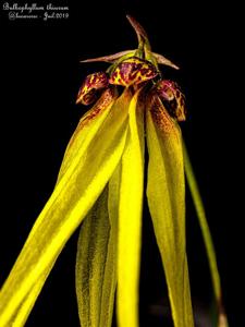 Bulbophyllum thiurum