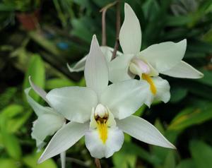 Laelia albida