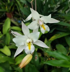 Laelia albida