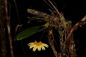 Bulbophyllum brevibrachiatum