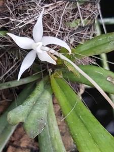 Aerangis kirkii
