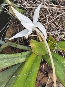 Aerangis kirkii
