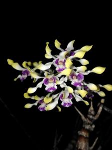 Dendrobium canaliculatum