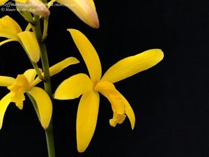 Cattleya crispata