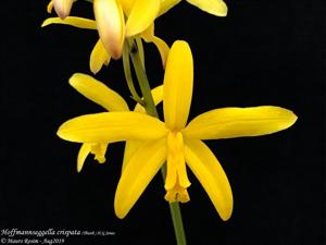 Cattleya crispata