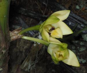 Dendrobium horstii
