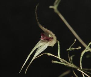 Specklinia cactantha