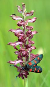 Anacamptis coriophora