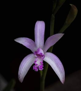 Cattleya caulescens