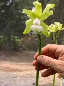 Cattleya elongata