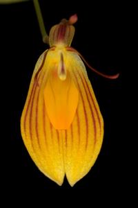 Restrepia chrysoglossa