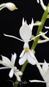 Calanthe triplicata