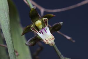 Sarcochilus spathulatus