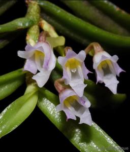 Schoenorchis pachyacris