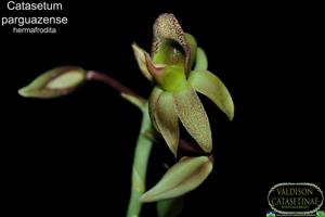 Catasetum parguazense