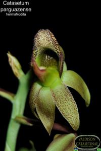 Catasetum parguazense