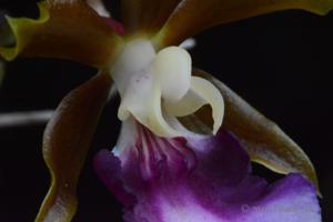 Trichocentrum albococcineum