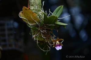 Trichocentrum albococcineum
