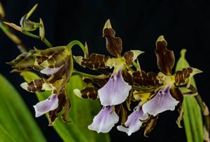 Miltonia cuneata