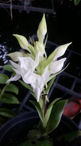 Pecteilis hawkesiana