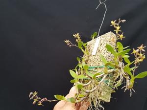 Epidendrum avicula
